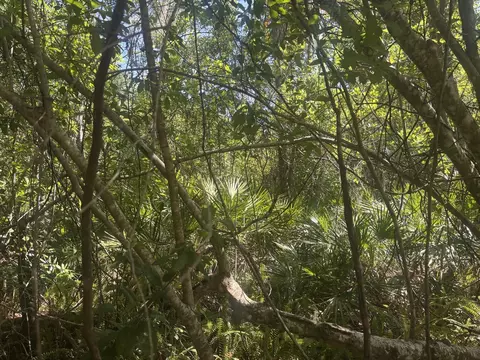 536 Bright Hill Ave, Lake Placid, FL 33852