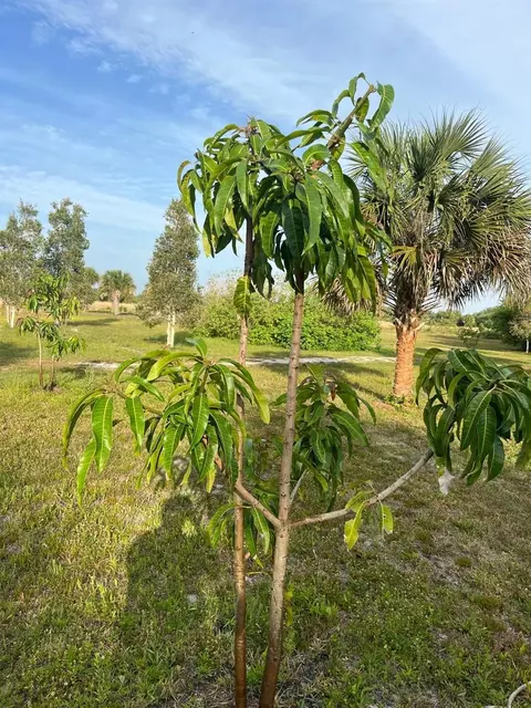15148 NW 288th St, Okeechobee, FL 34972 photo 37
