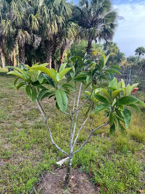 15148 NW 288th St, Okeechobee, FL 34972 photo 38