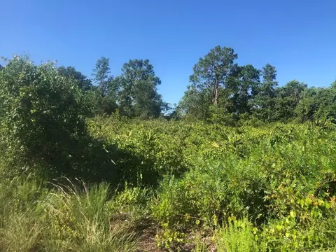 153 Disney Blvd, Avon Park, FL 33825