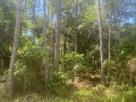 tbd NE 155 Ln, Fort Mc Coy, FL 32134