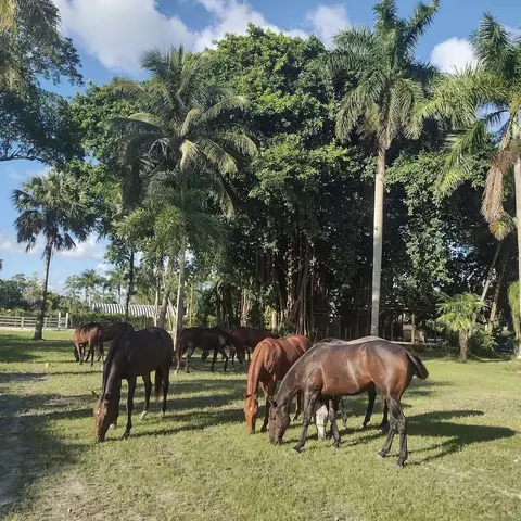 1100 D Rd, Loxahatchee Groves, FL 33470