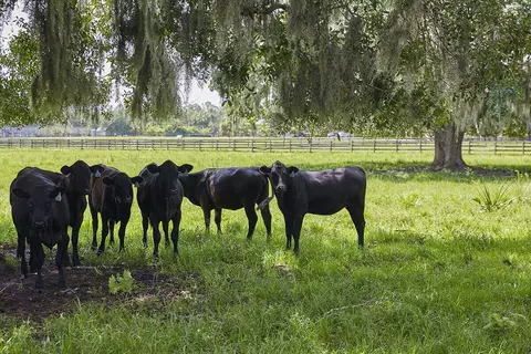 Undisclosed, Okeechobee, FL 34974 photo 14