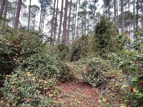 108 SE 5th St, Georgetown, FL 32139 photo 3