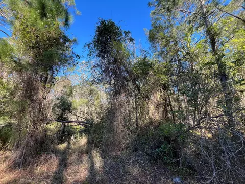 208 SE 3rd St, Georgetown, FL 32139 photo 5