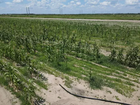 6694 5th Rd, Labelle, FL 33935 photo 8