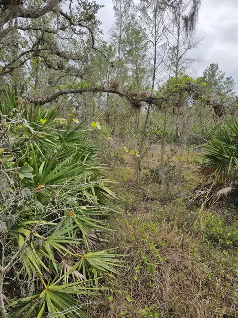 35485 NE 7th Dr, Okeechobee, FL 34972 photo 7