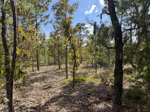Tbs Acacia Drive, Interlachen, FL 32148