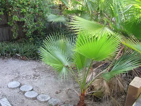 3219 Eagle Ave, Key West, FL 33040 photo 5