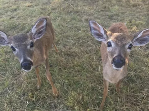 1664 Lambert Dr, Big Pine Key, FL 33043 photo 11