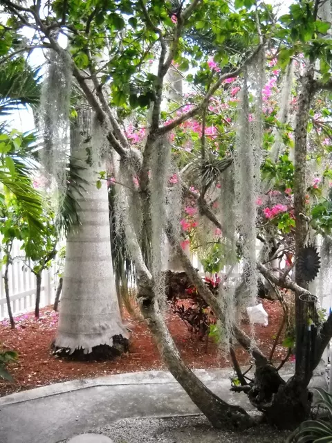 3931 Gordon Rd, Big Pine Key, FL 33043 photo 41