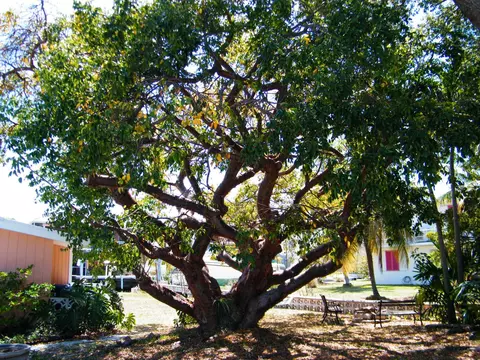 113 Buttonwood Ln, Long Key, FL 33001 photo 15