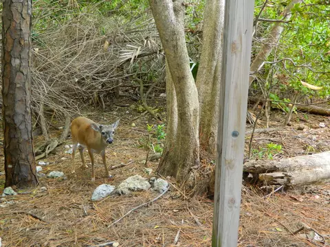 30359 Date Row, Big Pine Key, FL 33043 photo 24