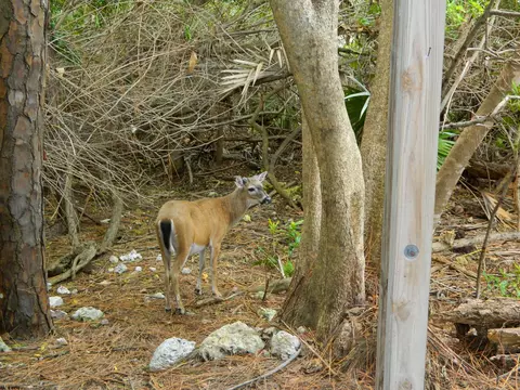 30359 Date Row, Big Pine Key, FL 33043 photo 25