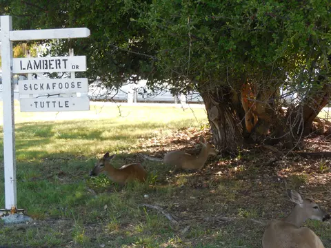 1620 Lambert Dr, Big Pine Key, FL 33043 photo 34