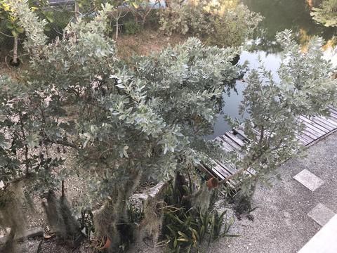 1663 Fern Ave, Big Pine Key, FL 33043 photo 28