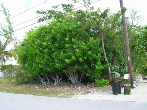 29669 Ranger Ave, Big Pine Key, FL 33043 photo 3