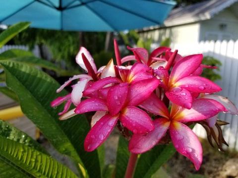 2422 Staples Ave, Key West, FL 33040 photo 22