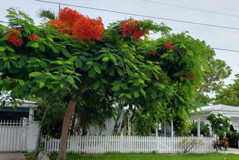 2422 Staples Ave, Key West, FL 33040 photo 14