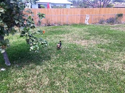 7964 Shark Dr, Marathon, FL 33050 photo 5