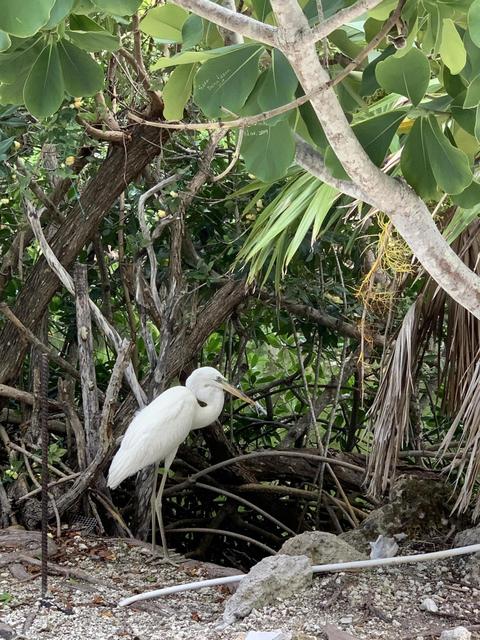3853 Joyce Rd, Big Pine Key, FL 33043 photo 32