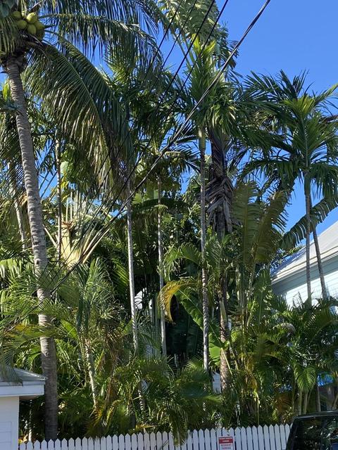 1011 Packer St, Key West, FL 33040 photo 9