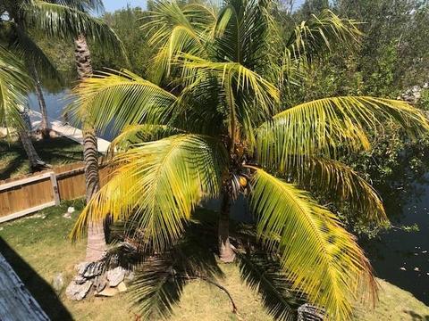 29049 Geranium Dr, Big Pine Key, FL 33043 photo 16