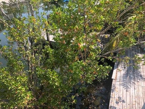 29049 Geranium Dr, Big Pine Key, FL 33043 photo 14