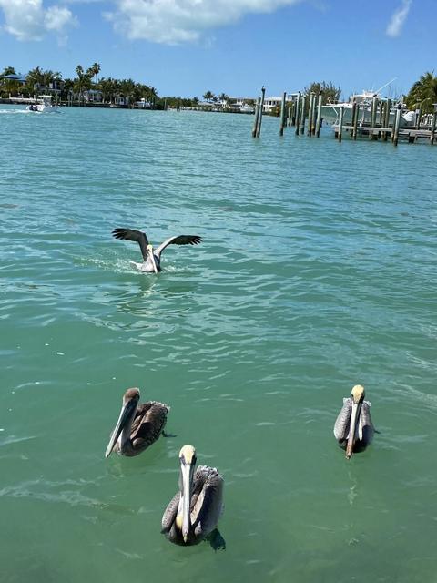 2000 Coco Plum Dr #305, Marathon, FL 33050 photo 7