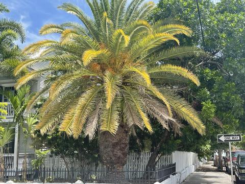 1002 Fleming St, Key West, FL 33040 photo 8