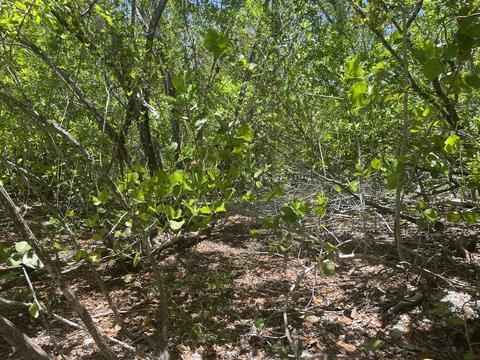 2136 San Marco Dr, Big Pine Key, FL 33043 photo 4