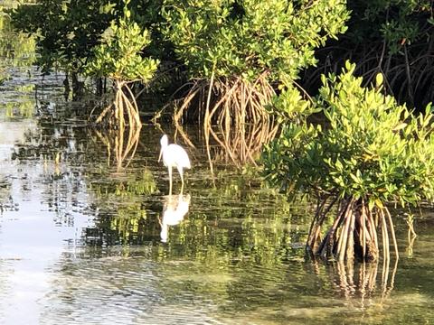 161 Horvath Rd, Big Pine Key, FL 33043 photo 40