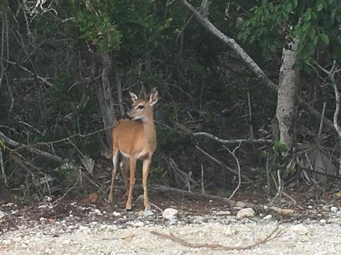 161 Horvath Rd, Big Pine Key, FL 33043 photo 44