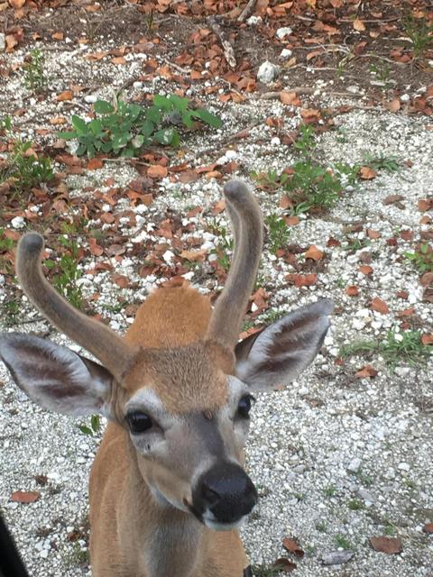 161 Horvath Rd, Big Pine Key, FL 33043 photo 45