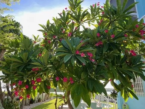 15 Mutiny Pl, Key Largo, FL 33037 photo 83