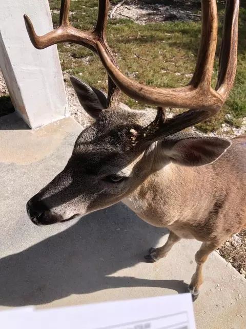 Other - 30985 Watson Blvd, Big Pine Key, FL 33043 photo 8 of 9