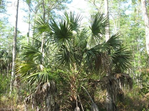 20561 Carter Rd, Estero, FL 33928 photo 6
