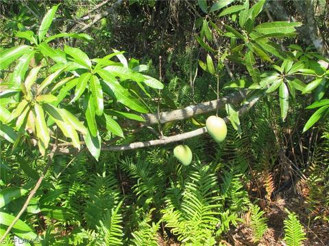 14877 Stringfellow Rd, Bokeelia, FL 33922 photo 3
