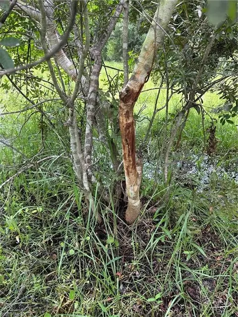 Anhinga Anhinga Rd, Naples, FL 34120 photo 31