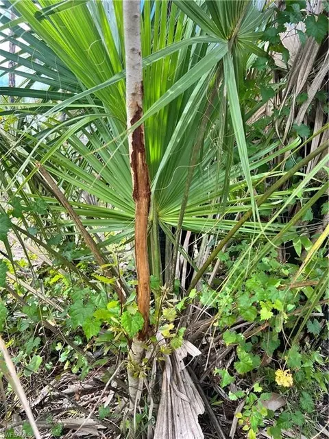 Undisclosed, Naples, FL 34117 photo 16