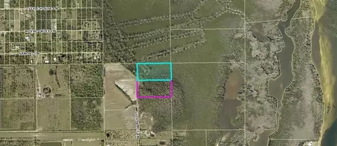 Ficus Tree, Bokeelia, FL 33922