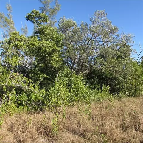 Ficus Tree, Bokeelia, FL 33922 photo 8