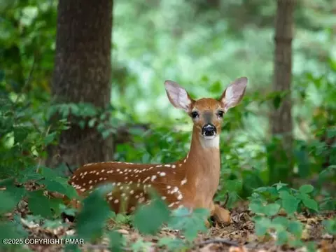 408 Ash Drive, Pocono Summit, PA 18346