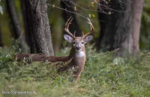 4536 Briarcliff Ter, Tobyhanna, PA 18466