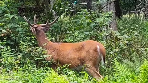 Arline Ln, Cresco, PA 18326