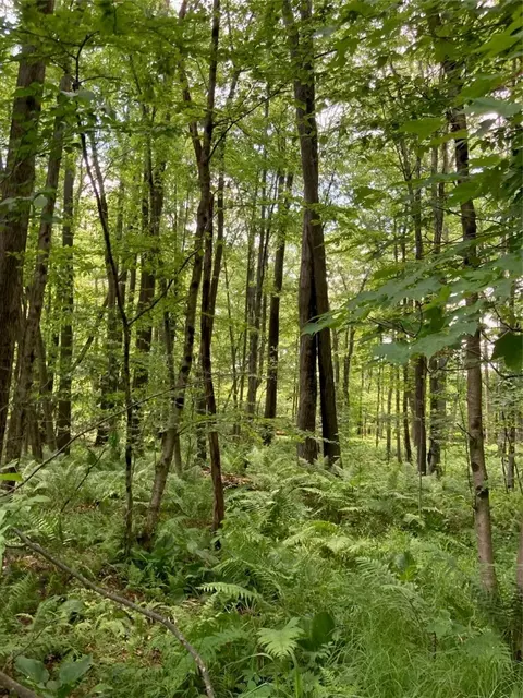 0 Sandy Run Rd, Confluence, PA 15424 photo 6