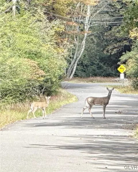 Bear Creek Lake Drive, Penn Forest Twp, PA 18229