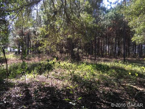 810 SW 6th, Williston, FL 32696 photo 6