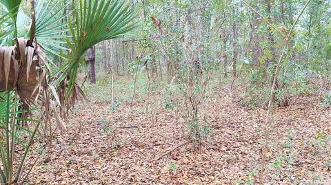 18356 N Highway 329, Reddick, FL 32686 photo 22