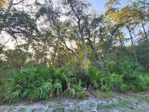 00 Canyon Swallow, Weeki Wachee, FL 34614